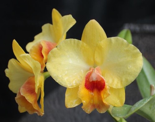 Orchids Laelia Cattleya Pot. Excellent Ina hybrid--SELECT!!