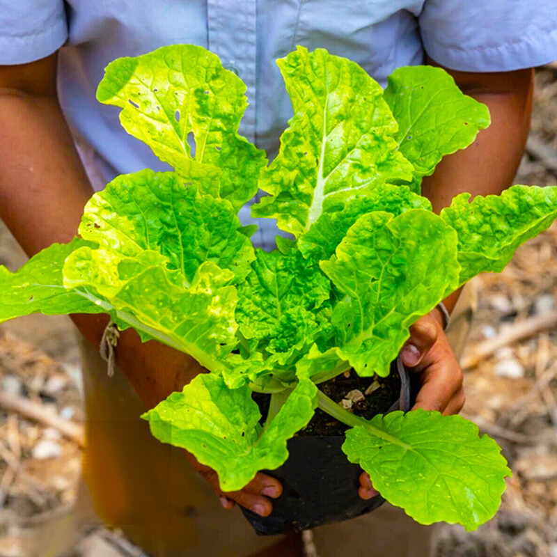 50x Poly Plant Pots Grow Bag Container Hadopots Polythene Recycled