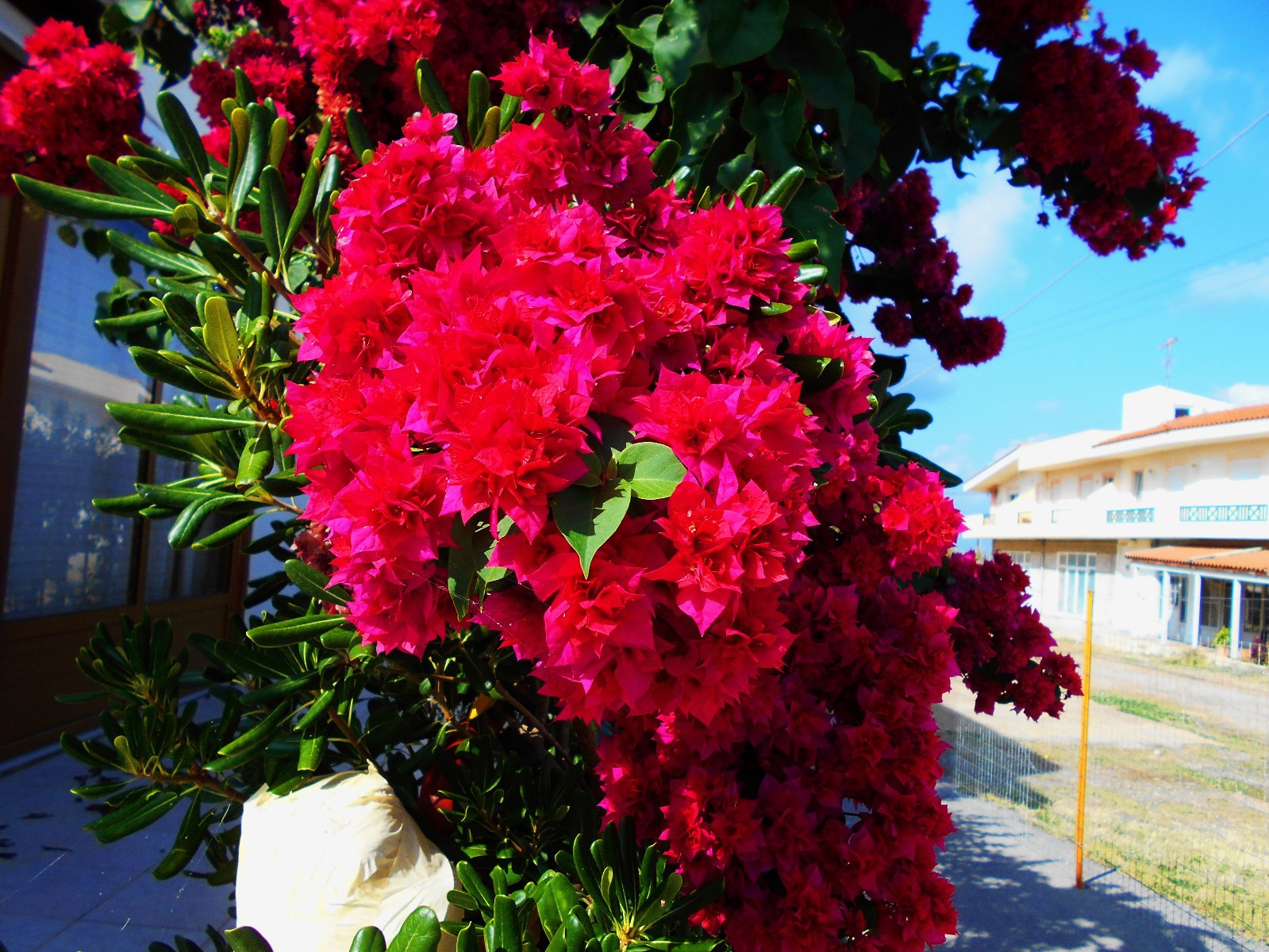 Bougainvillea Klong Fire lot de deux pieds plante grimpante méditerranéenne rose fuchsia
