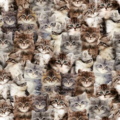 Feline Drive Fabric ONE OF A KIND Kittens Windham - Fat Quarter (18''x22'') FQ