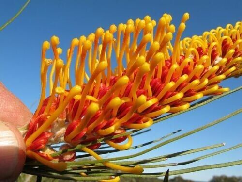 5 X NATIVE GREVILLEA SEEDS-ORANGE FLAME-BEAUTIFUL FLOWERS-GARDEN SHRUB PLANT - Picture 3 of 5