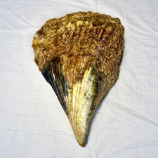 10.5” x 7.5” LARGE Atrina Tuberculosa Pen Shell Mollusk Seashell - Shellac Glaze