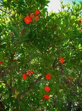 Punica granatum Pomegranate Wonderful 10 seeds