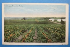 Florida, FL, Pineapple Plantation vintage PC Postcard