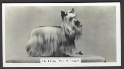 SINCLAIR (J) - CHAMPION DOGS, 1ST - #13 YORKSHIRE TERRIER