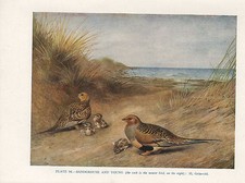 Vintage Vogel Druck ~ Sandgans & Junger M&auml;nnlicher & Weiblicher