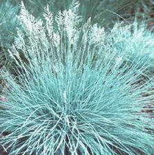 4 Plants Blue Fescue Dwarf Ornamental Grass –– Deer Proof - Perennial
