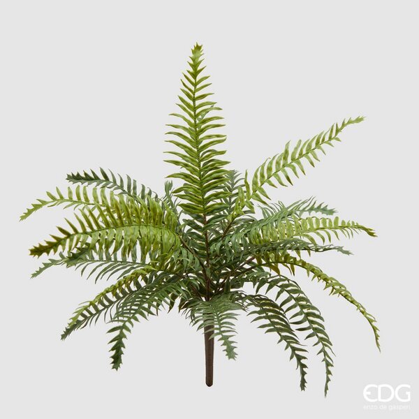 EDG Enzo De Gasperi Felce Olis Cespuglio H45 (23fg) C2 Green