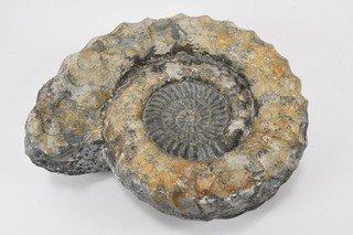 P97P46 Ammonit Arietites Fossil Schwäbische Alb