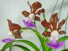 Vanda Arjuna x Vanda insignis, Flowering Size, Orchid Plant, RARE