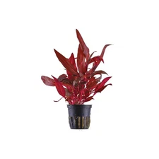 BUY 2 GET 1 FREE Fire Temple Alternanthera Rosanervig Aquarium Plants