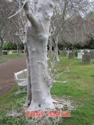 FOTO HERMELIN MOTTE RAUPE INVASIONSBÄUME AUF DEM SÜDLICHEN FRIEDHOF BEDECKT IN WE