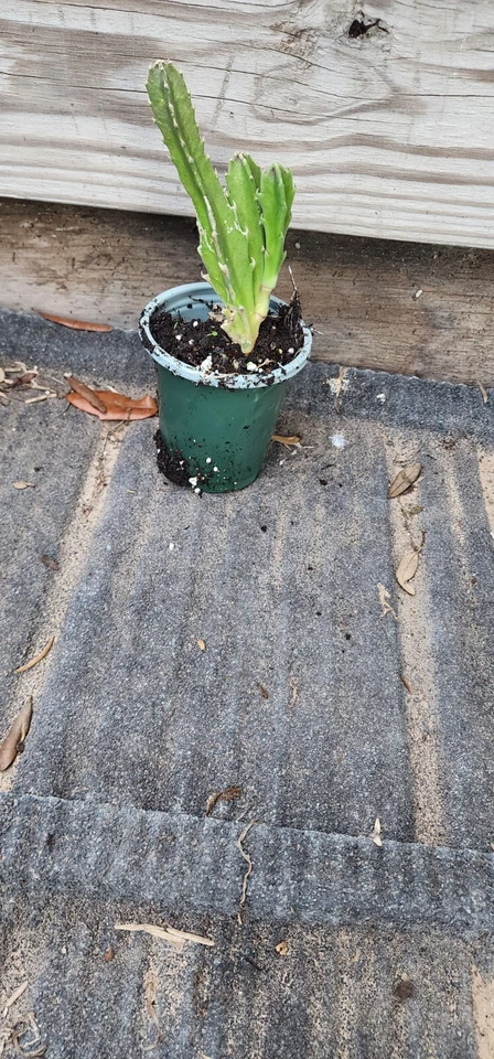 1 Plant Carrion Stapelia Gigantea Hairy Starfish - Image 4 of 4