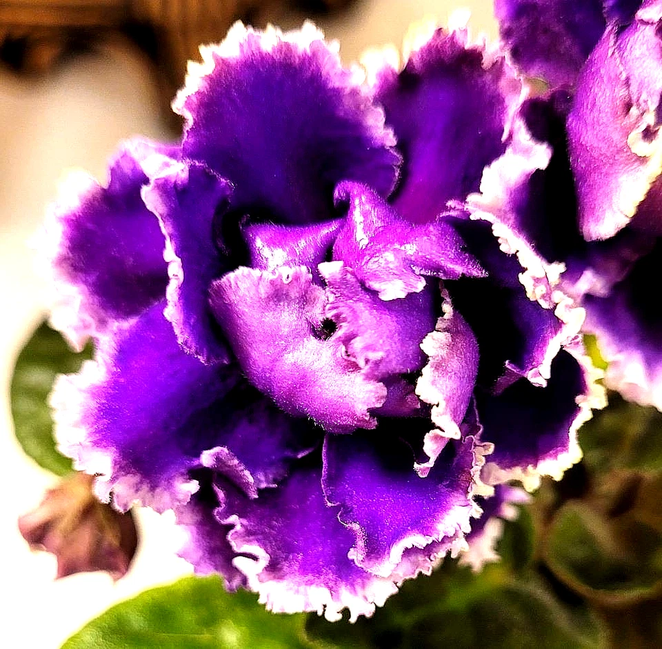 Африканская фиалка листья ~ PT-POLYARNAYA NOCH (Rus) огромные цветы РЕДКАЯ! 1 лист - Изображение 2 из 2