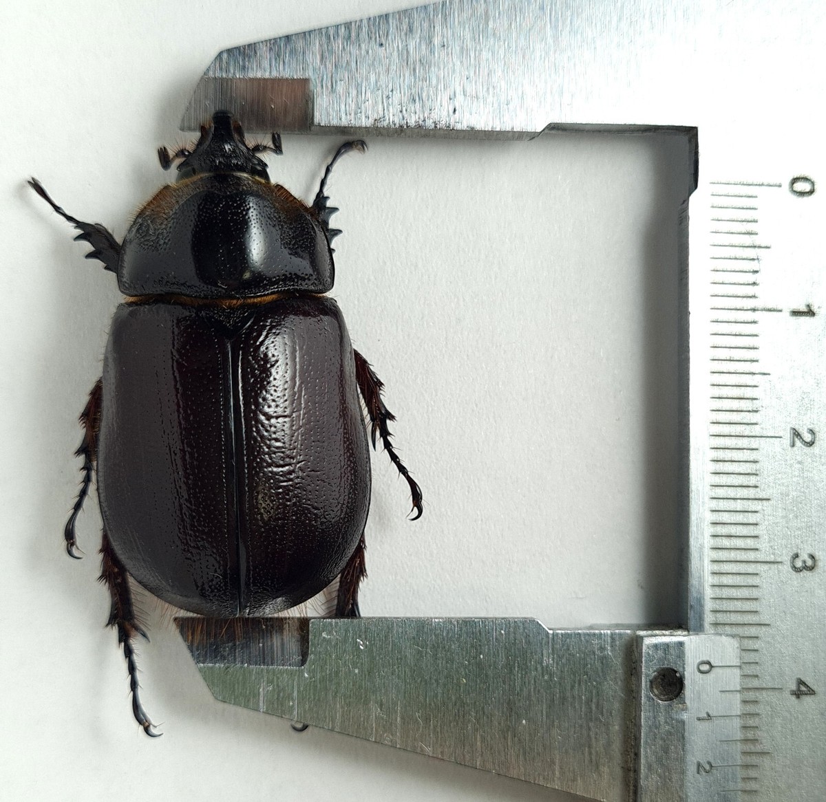 Scarabaeidae Dynastinae Heterogomphus rugicollis Ecuador 38mm | eBay