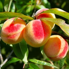 Nemaguard Peach Tree Seeds - For 2025 Planting Prunus Persica Peaches Rootstock