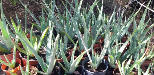 Fresh AloeVera leafs