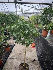 Citrus Orange Sinensis specimen, Sweet Orange tree 24cm pot 110cm Grafted plants