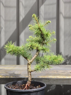 Cedrus Atlantica Bonsai FREE EXPRESS POST - image 1 of 4