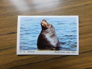 Dandy Gum 1969 Wild Animals H75 Australian Sea Lion