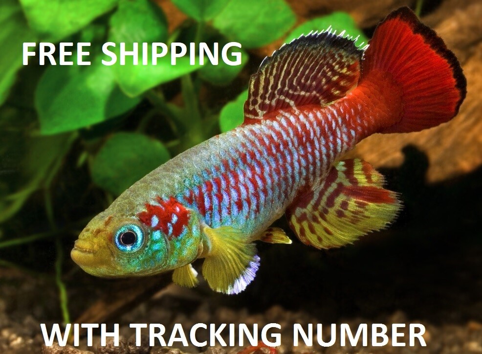 Killifish for sale >> killi.co.uk