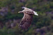 WHITE TAILED EAGLE FLYING BIRD GLOSSY POSTER PICTURE PHOTO PRINT BANNER 10805