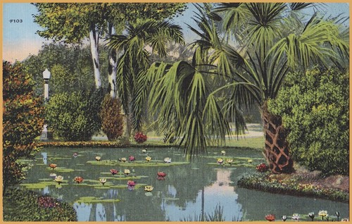 Water Lilies in Florida