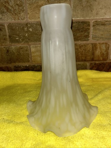 White Triumphator Lily Flowering Tulip | Holland Bulb Farms | 88291