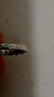 14K White Gold Diamond 1 Earring, Meira t — photo 4