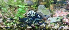 Blue dream velvet neocaridina shrimp 10 2 USA home breeder 