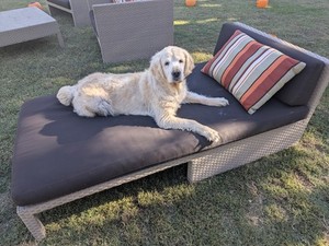 Brown Jordan Patio Long Chair by Richard Frinier – Designer Outdoor Furniture