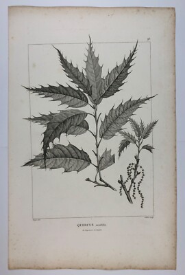 Pierre Jean François Turpin.  Quercus acutifolia, Kupferstich. 1790er