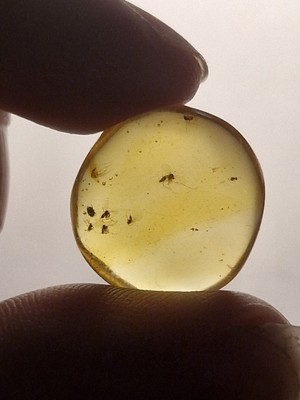 Lots of Small Gnats In 100 Million Year Old Burmese Amber 