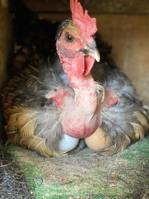 6 + Barnyard Mix Fertile Hatching Eggs 