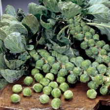 Brussels Sprout - Maximus F1  - Kings Seeds Pictorial Pack - 20 Seeds