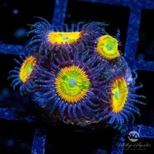OG Sunny D Zoa Zoanthid - Live Coral Frag
