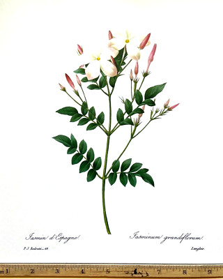 Redoute Flowers #68 JASMINE GRANDIFLORUM BOTANICAL ART BK Plate SUPERB PRINT