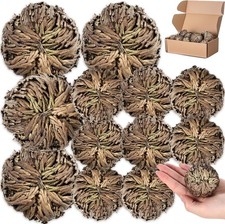 12 Pack Large Rose of Jericho Resurrection Plants for Home Decor