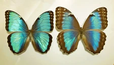 MORPHO HELENOR PELEUS**** pair **** Venezuela(papered-not pinned)