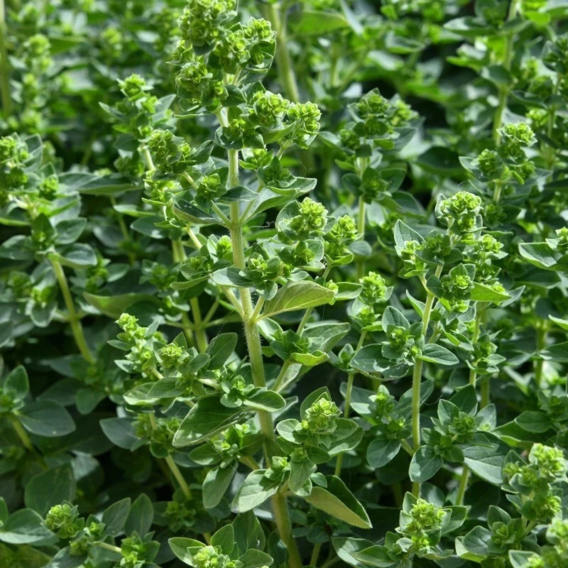 4x Oregano plug plants VERY HEALTHY MOTHER image 2