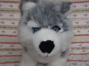 Détails Sur 8a9 Doudou Peluche Roda Chien Husky Blanc Gris Yeux Bleus Dur 2227cm Etat Neuf
