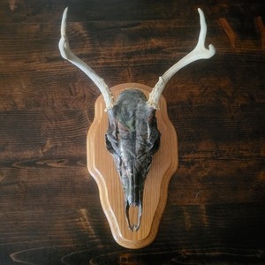Deer Buck Camo Dipped European Mount