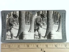 Keystone Stereoview 170 Tapping a Sugar-Maple Tree Ohio Stereoscopic Card