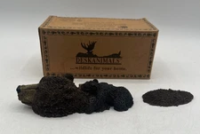 Boyds Bears ZEB BEARIMONIUS POPPIOUS Desk Animal