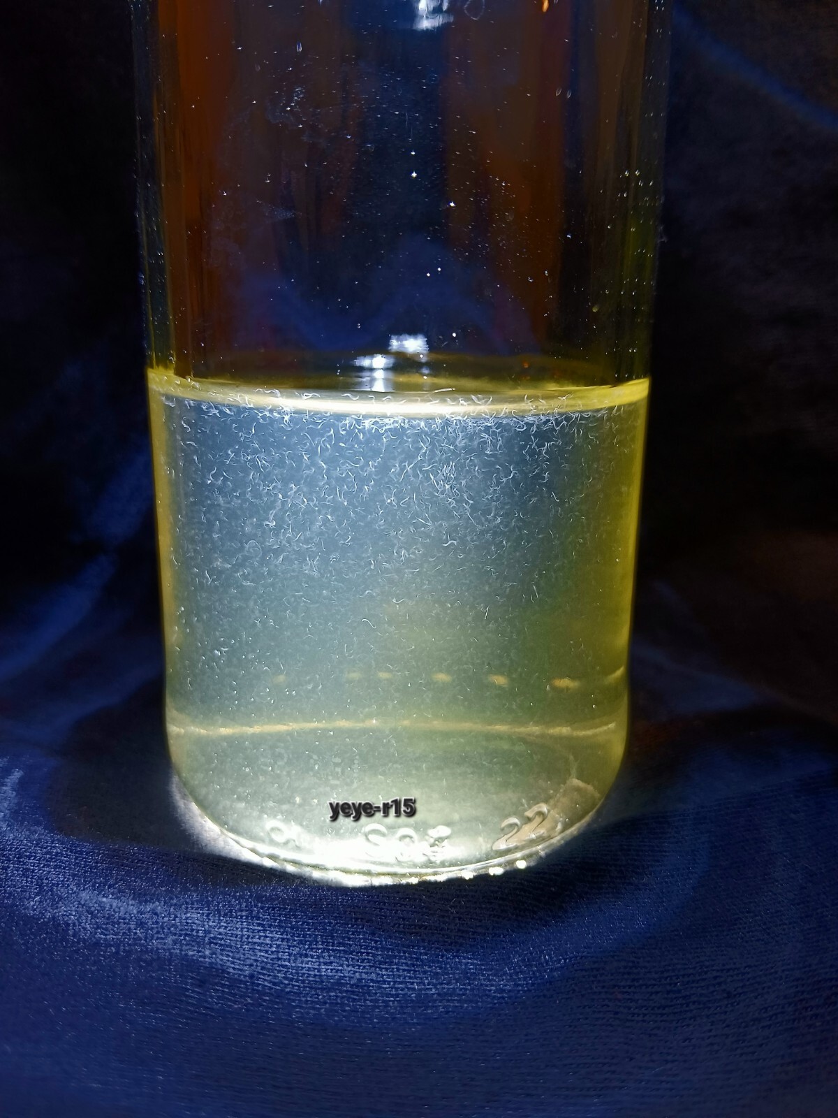 Vinegar Eel Culture 2oz eBay