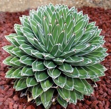 Agave Victoria Regina - Queen Victoria Century Plant - 10 x Seeds