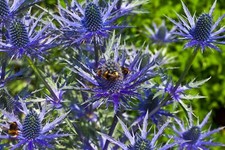 SEA HOLLY 100 SEEDS, ERYNGIUM, METALIC BLUE FLOWERS, mariesgreengarden