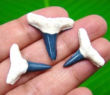 BEAUTIFUL LEMON SHARKS TEETH - REAL FOSSILS SPECIMEN - AUTHENTIC NO REPAIRS