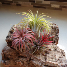 Tillandsia Ionantha Assorted 3 Pack Color Changing Air Plants