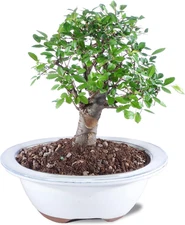 Live Chinese Elm Bonsai Tree, Outdoor - Small, 5 Years Old, 6 to 8 Inches Tall -